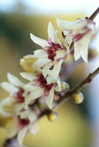 Chimonanthus praecox