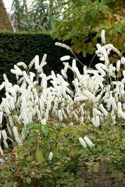 Autumn bugbane Cimicifuga simplex 'White Pearl' 5-10 pot P9 Cimicifuga simplex 'White Pearl'