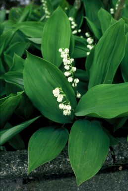 Lily of the valley Convallaria majalis 5-10 pot P9 Convallaria majalis