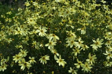 Coreopsis verticillata 'Moonbeam'