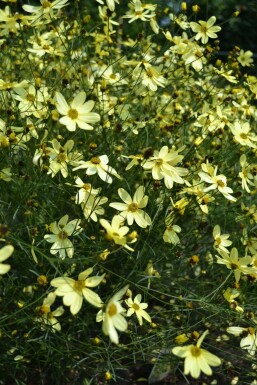 Coreopsis verticillata 'Moonbeam'