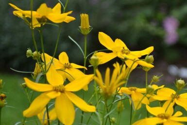 Coreopsis verticillata 'Zagreb'