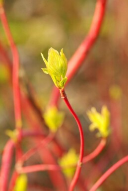 Cornus alba 'Sibirica'