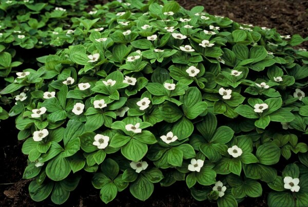 Cornus canadensis