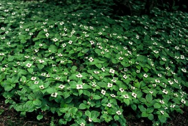 Dwarf cornel Cornus canadensis 5-10 pot P9