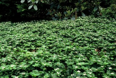 Dwarf cornel Cornus canadensis 5-10 pot P9