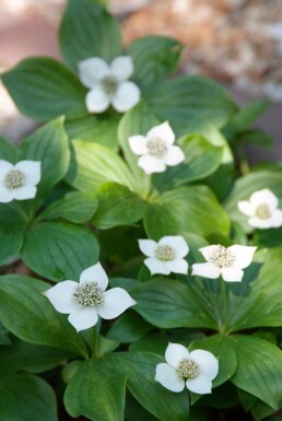 Dwarf cornel Cornus canadensis 5-10 pot P9