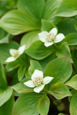 Dwarf cornel Cornus canadensis 5-10 pot P9