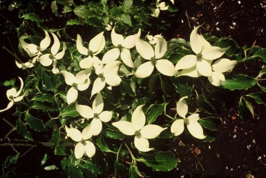 Cornus kousa