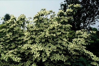 Cornus kousa 'China Girl'