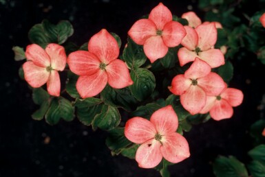 Cornus kousa 'Satomi'