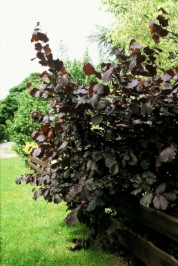 Corylus maxima 'Purpurea'