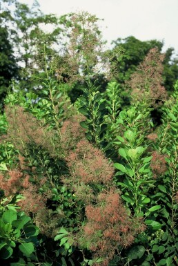 Cotinus coggygria 'Young Lady'