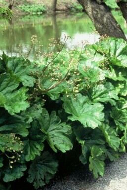 Indian rhubarb Darmera peltata 5-10 pot P9 Darmera peltata