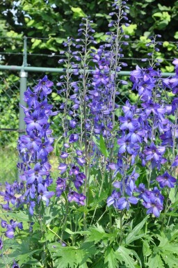 Delphinium elatum 'Black Knight'