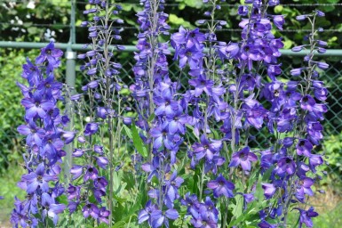 Delphinium elatum 'Black Knight'