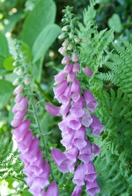 Digitalis purpurea