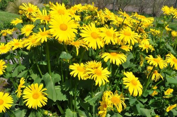 Doronicum orientale