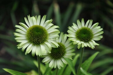 Echinacea purpurea 'Green Jewel'