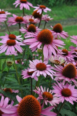 Echinacea purpurea 'Magnus'