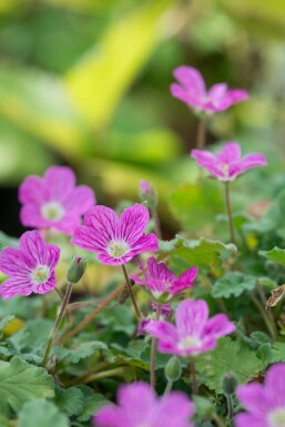 Erodium × variabile 'Bishop's Form'