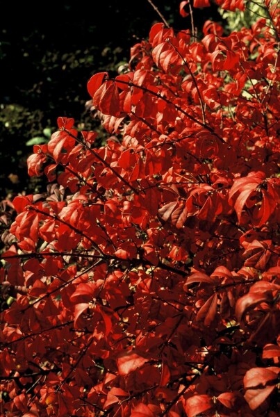 Euonymus alatus 'Compactus'