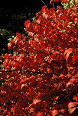 Euonymus alatus 'Compactus'