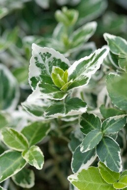 Euonymus fortunei 'Emerald Gaiety'