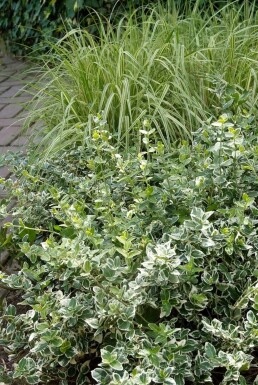 Euonymus fortunei 'Emerald Gaiety'