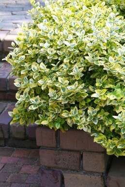 Euonymus fortunei 'Emerald 'n Gold'