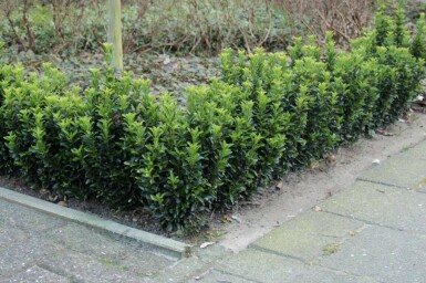 Euonymus japonicus 'Green Spire'