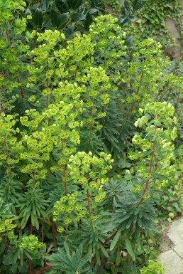 Martin's spurge Euphorbia × martini 5-10 pot P9 Euphorbia × martini