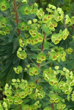 Martin's spurge Euphorbia × martini 5-10 pot P9 Euphorbia × martini