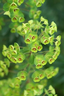 Martin's spurge Euphorbia × martini 5-10 pot P9 Euphorbia × martini