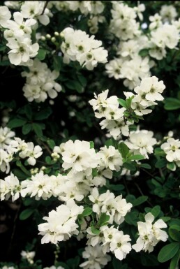 Exochorda × macrantha 'The Bride'