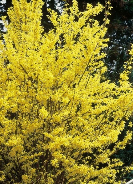 Forsythia × intermedia 'Spectabilis'