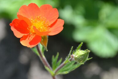 Geum coccineum 'Borisii'