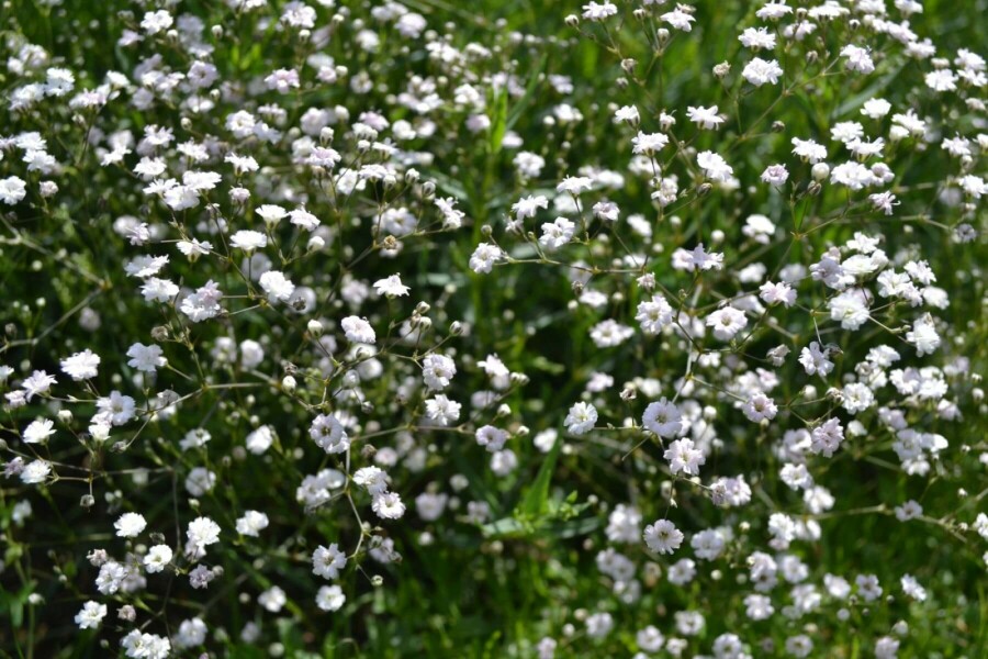 Baby's breath Gypsophila paniculata 'Rosenschleier' 5-10 pot P9 Gypsophila paniculata 'Rosenschleier'