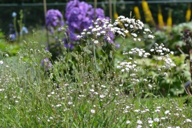 Gypsophila paniculata 'Rosenschleier'