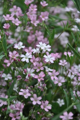 Creeping baby's breath Gypsophila repens 'Rosea' 5-10 pot P9 Gypsophila repens 'Rosea'