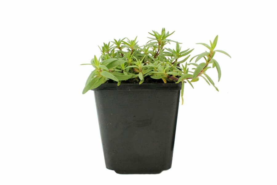 Creeping baby's breath Gypsophila repens 'Rosea' 5-10 pot P9 Gypsophila repens 'Rosea'