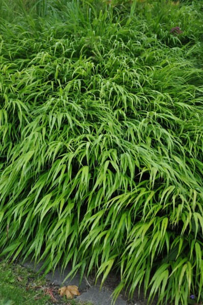 Hakonechloa macra