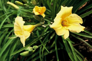 Hemerocallis 'Stella de Oro'