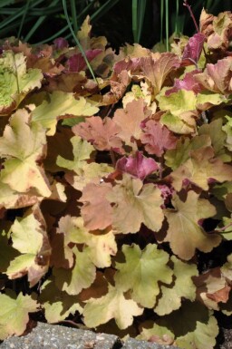 Alum root Heuchera 'Caramel' 5-10 pot P9 Heuchera 'Caramel'