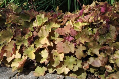 Alum root Heuchera 'Caramel' 5-10 pot P9 Heuchera 'Caramel'
