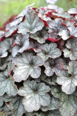 Alum root Heuchera 'Regina' 5-10 pot P9 Heuchera 'Regina'