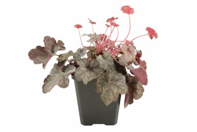 Alum root Heuchera 'Regina' 5-10 pot P9 Heuchera 'Regina'