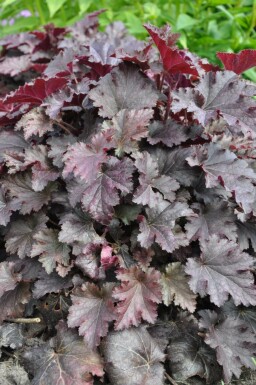 Alum root Heuchera 'Stormy Seas' 5-10 pot P9 Heuchera 'Stormy Seas'