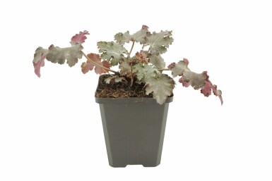 Alum root Heuchera 'Stormy Seas' 5-10 pot P9 Heuchera 'Stormy Seas'