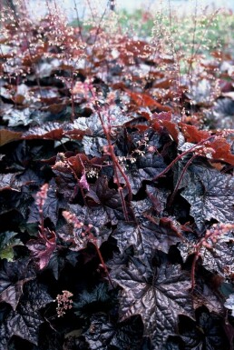 Alum root Heuchera micrantha 'Palace Purple' 5-10 pot P9 Heuchera micrantha 'Palace Purple'